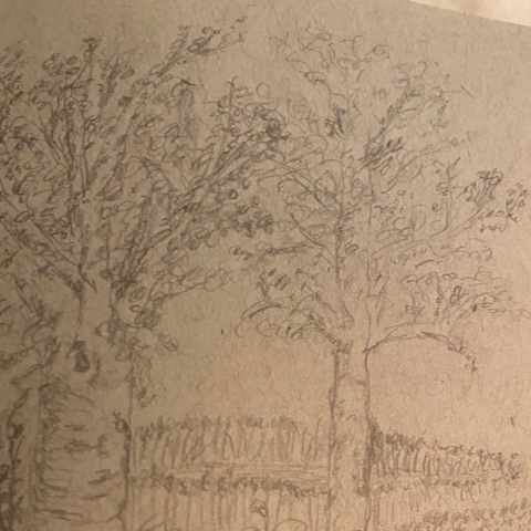 Pencil sketch - Trees